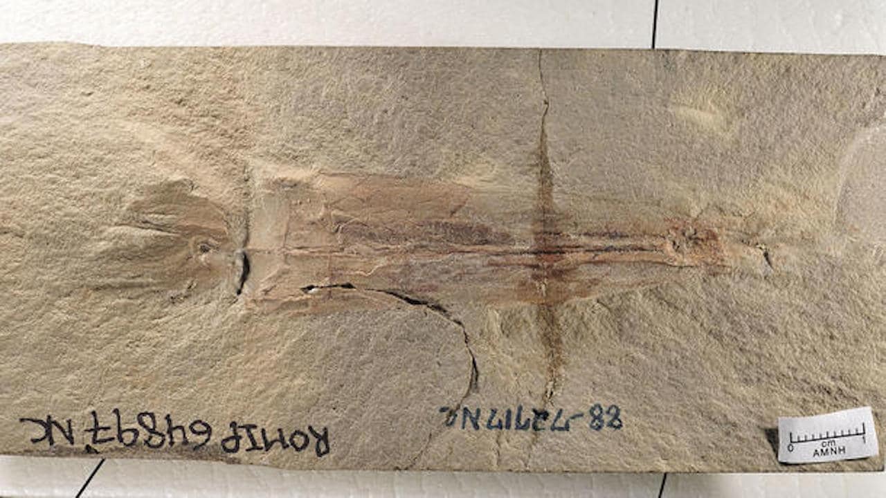 Fósil calamar más antiguo 10 brazos