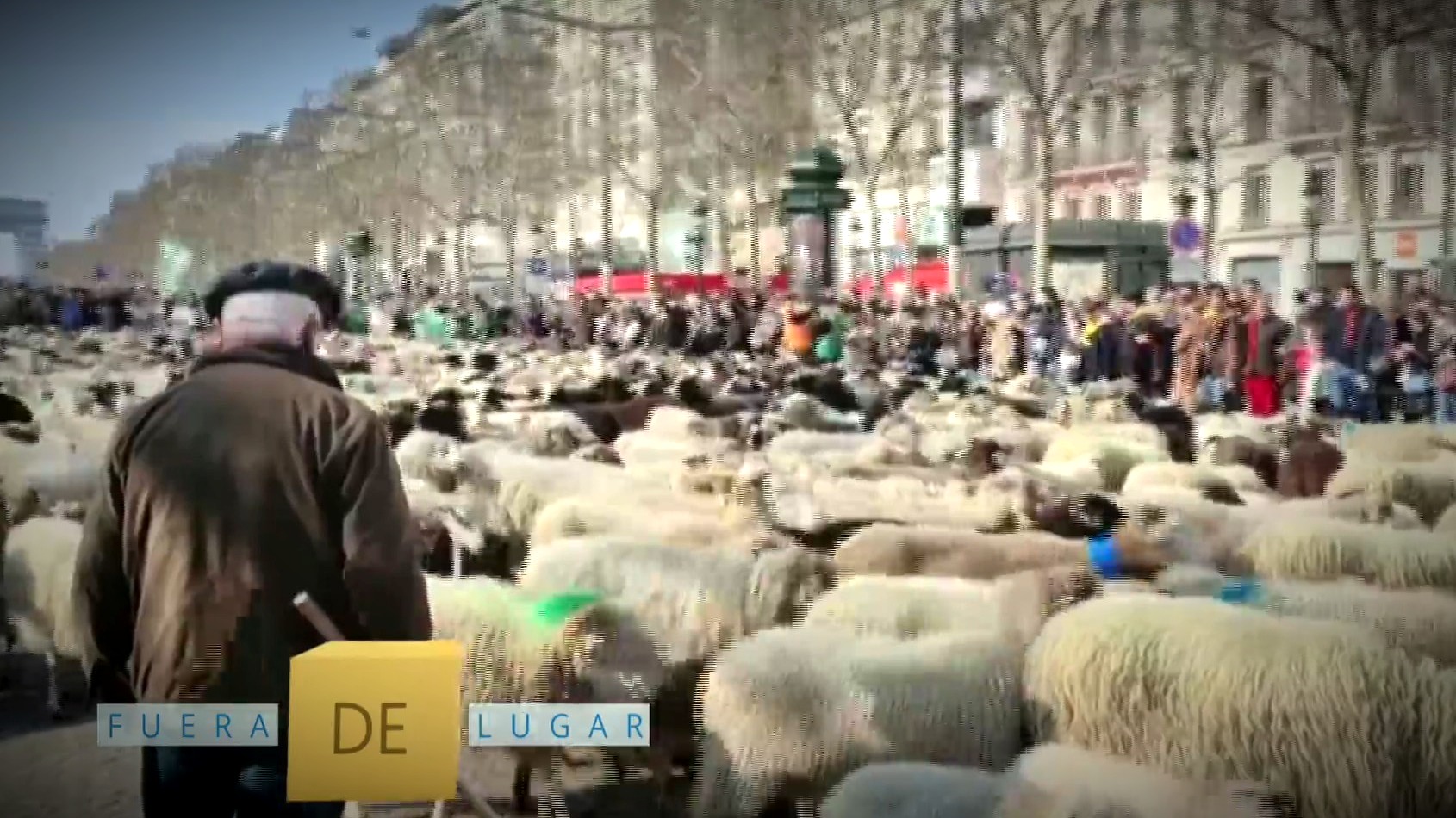 fuera de lugar mas de dos mil ovejas toman campos eliseos en paris