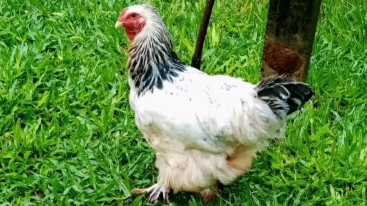 Dan un año de cárcel a hombre en Paraguay por zoofilia: abusó de una gallina
