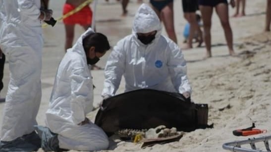 hallan restos humanos en playa gaviotas en cancun