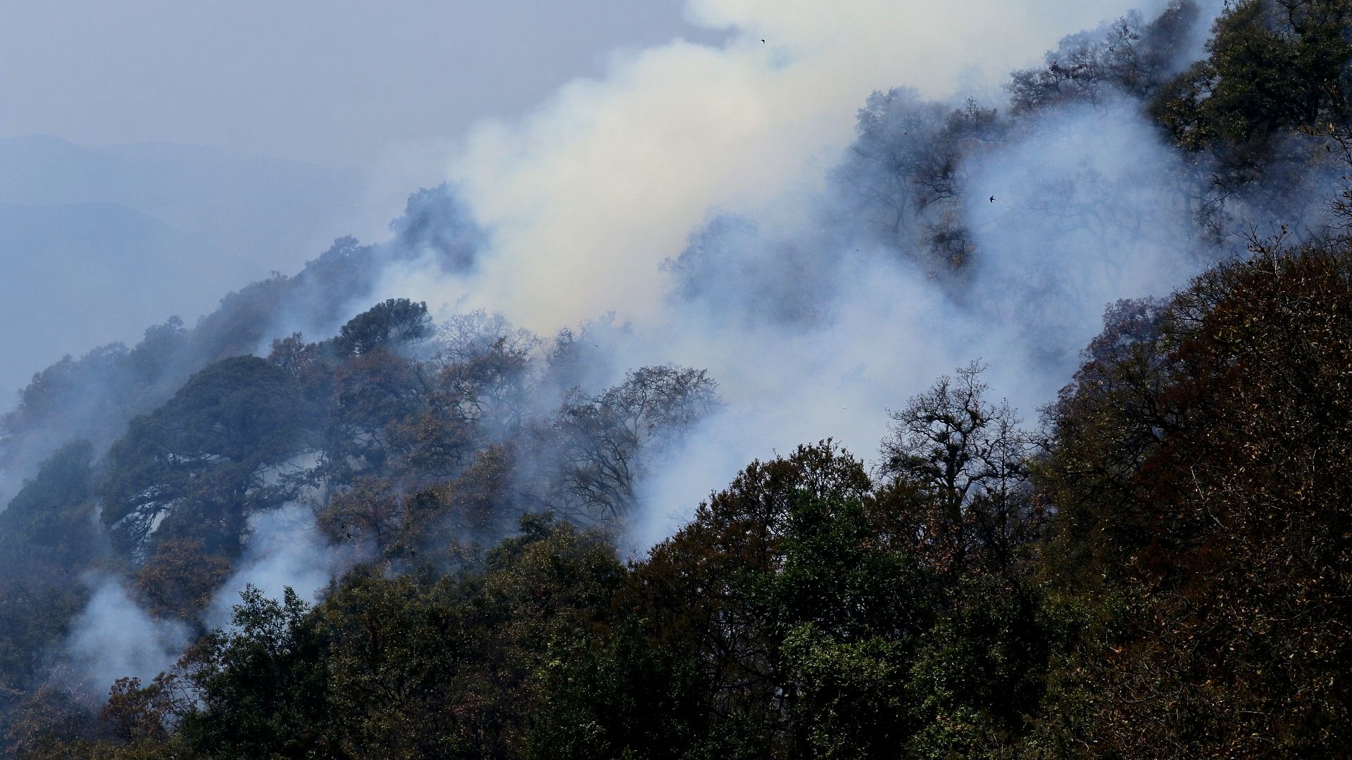 incendio forestal en cerro del tepozteco consume 105 hectareas