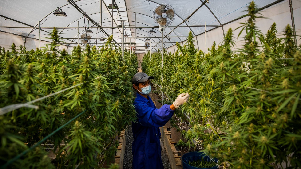 Desmantelan invernadero de marihuana en NL y hallan laboratorio para elaborar drogas en Jalisco