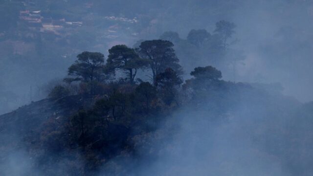 miles de hectareas de bosques en riesgo por incendios