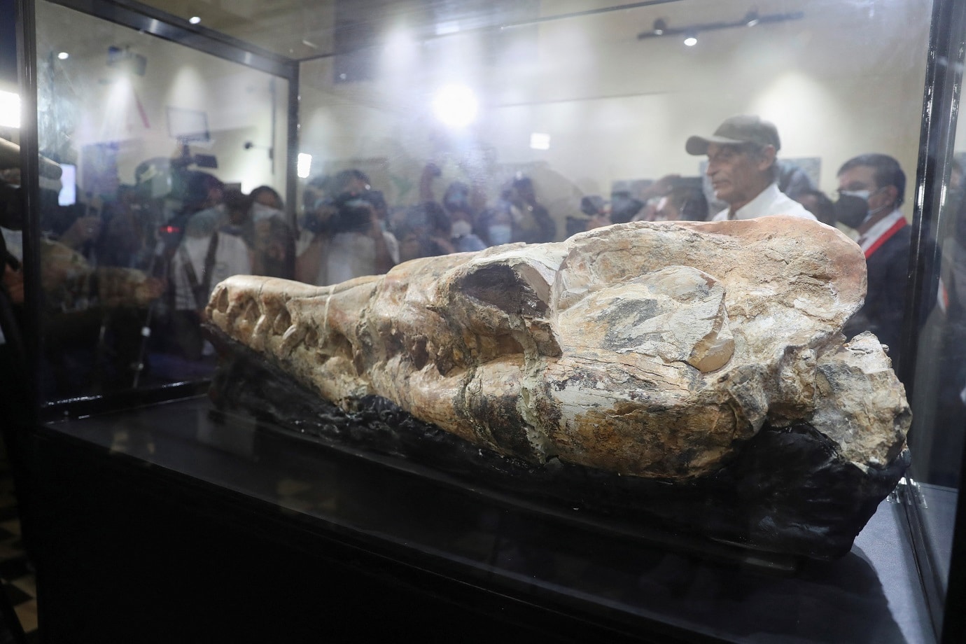 Descubren fósil de ‘monstruo marino’ en Perú
