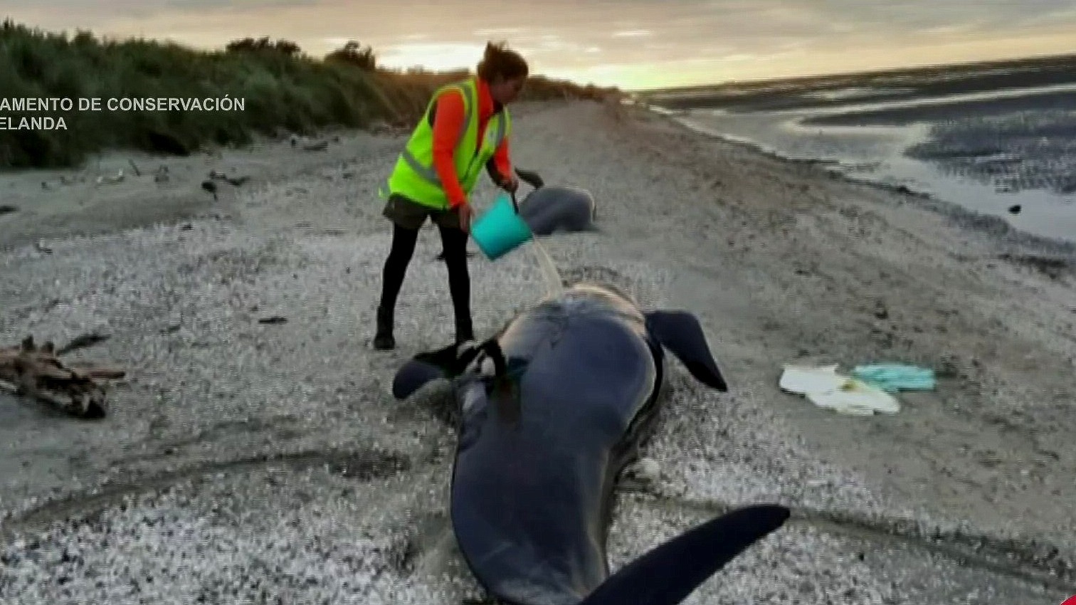 mueren 29 ballenas piloto en costas de nueva zelanda
