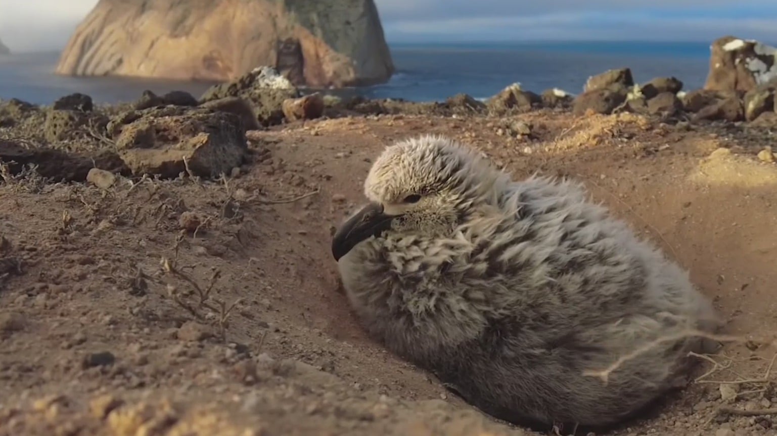 nacen 35 polluelos de albatros patas negras en la isla guadalupe