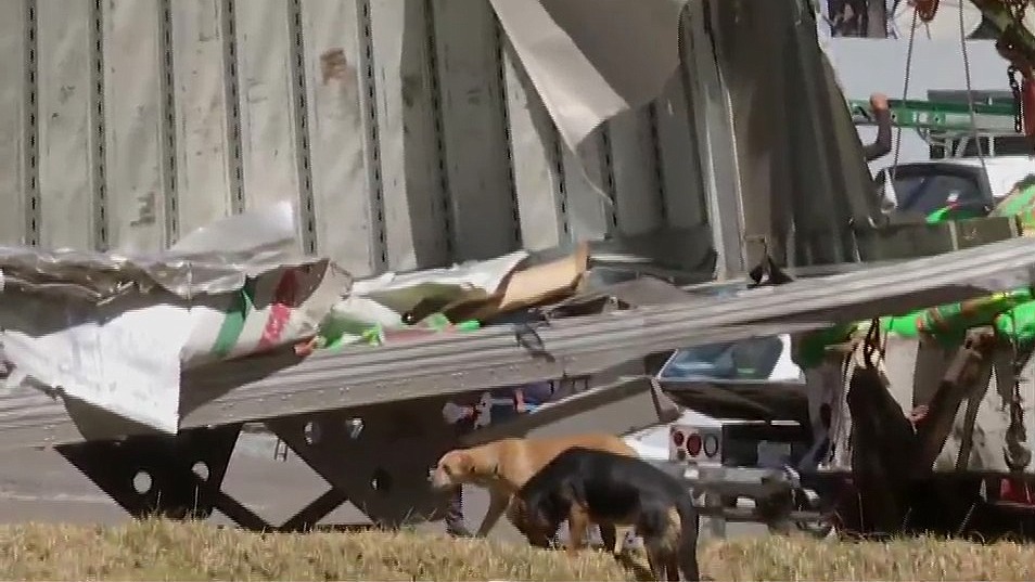 perros callejeros comen croquetas que dejo la volcadura de un trailer