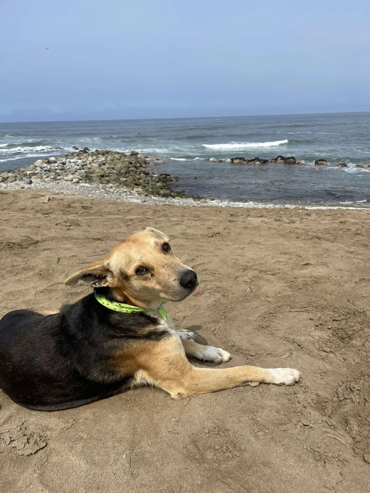 Perrito va diario a la playa a esperar a su dueño muerto