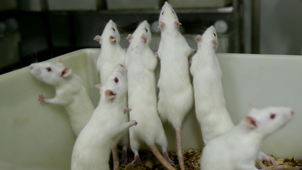 Científicos logran revertir el proceso de envejecimiento en ratones