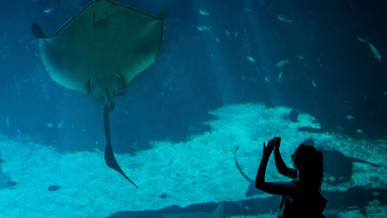 Una mantarraya en un acuario (Getty Images)
