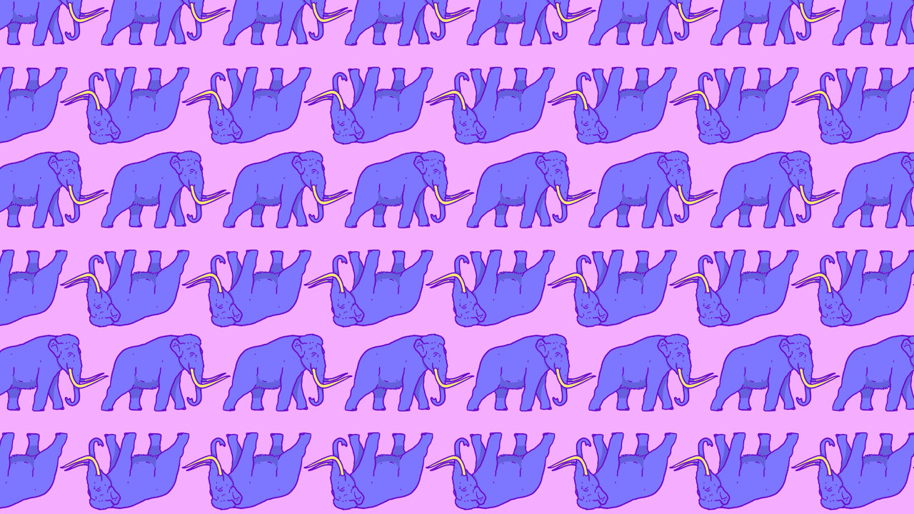 Viral reto visual elefantes mamuts