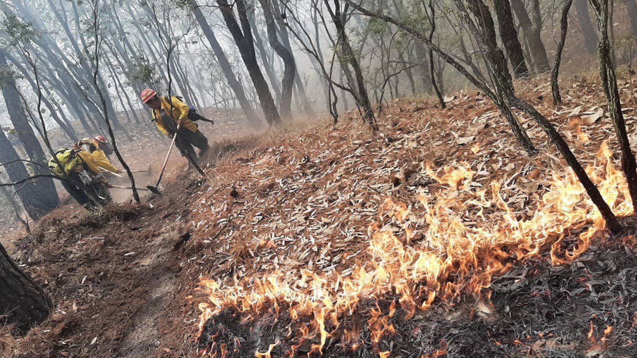 Sofocan incendio en Bosque de La Primavera, en Jalisco