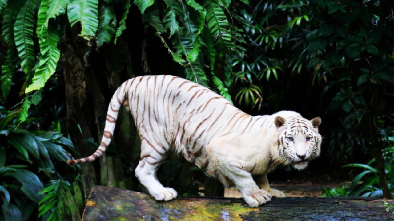 Neutralizan a un tigre blanco en Querétaro; podría ser el que buscaban en Apaseo el Grande