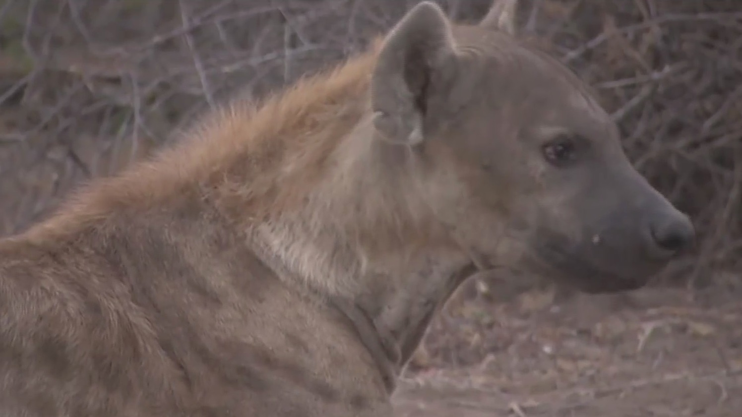 toxoplasmosis vuelve a las hienas mas agresivas