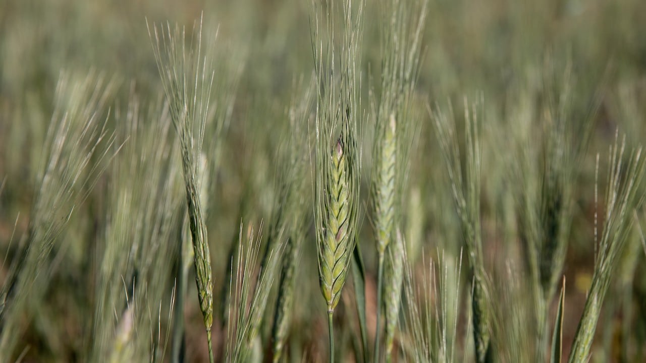 El trigo en un campo afectado por la sequía (Getty Images)