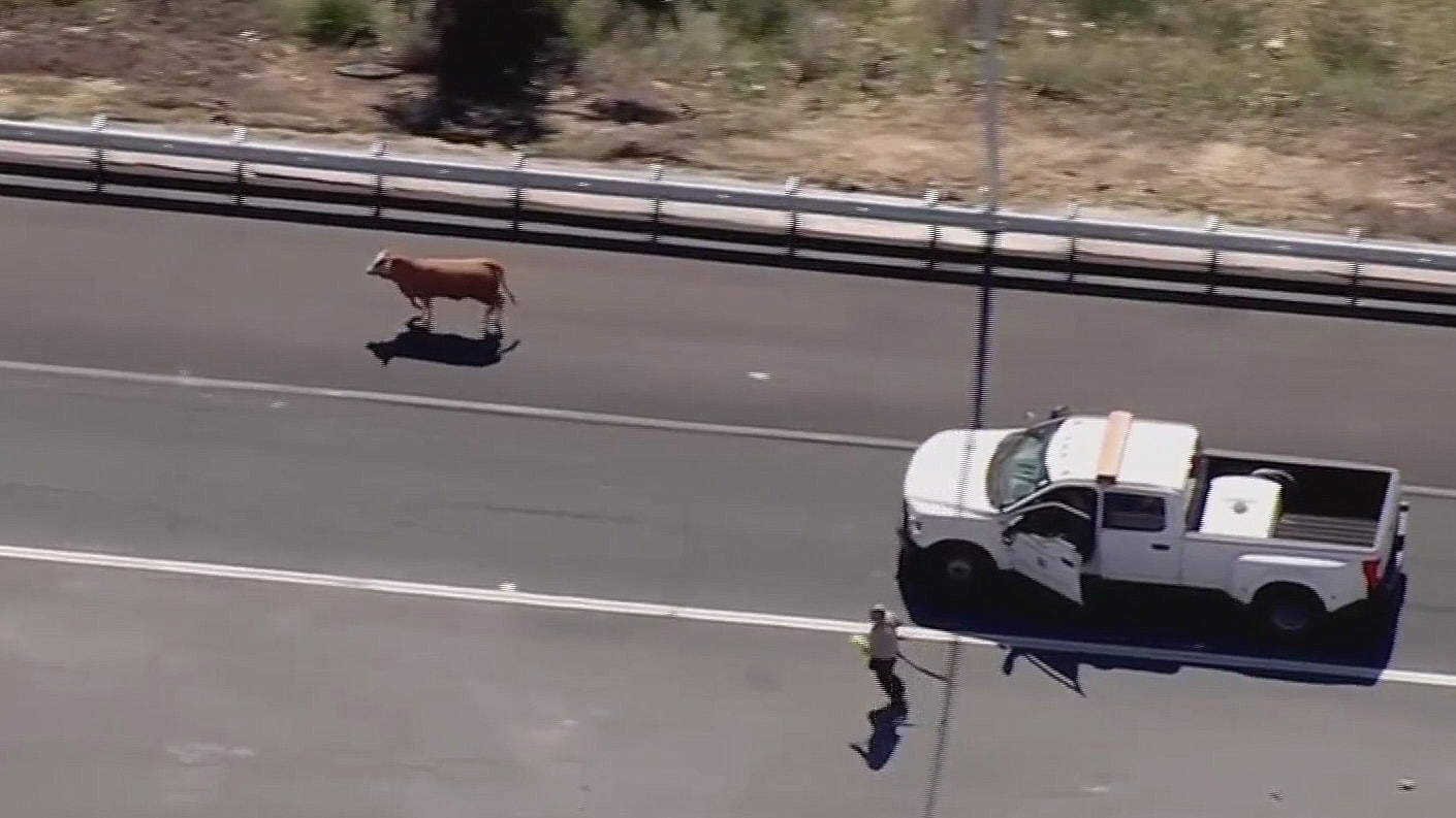 vaca provoca caos en autopista de los angeles