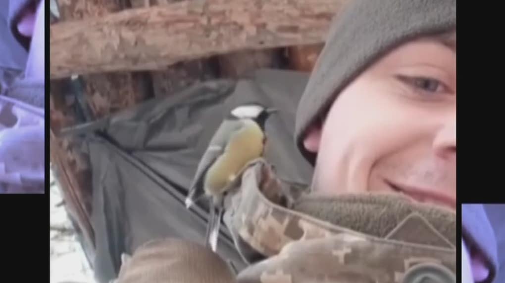 video pajarito hace reir a soldado ucraniano