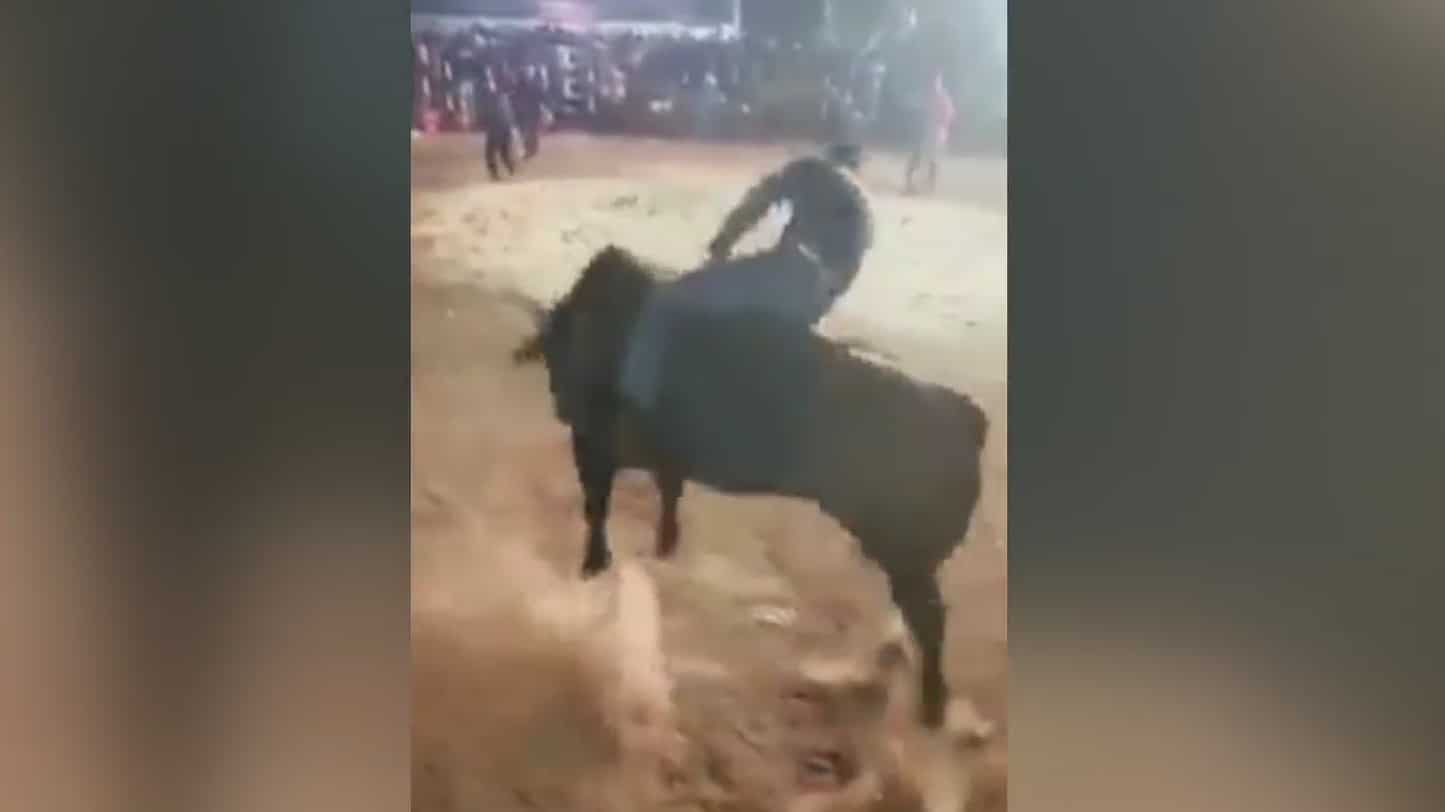 video toro sale del ruedo en pleno jaripeo en tiripetio michoacan