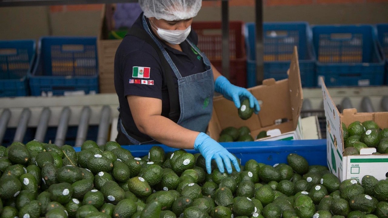 OMC da la razón a México en disputa comercial con Costa Rica por el aguacate