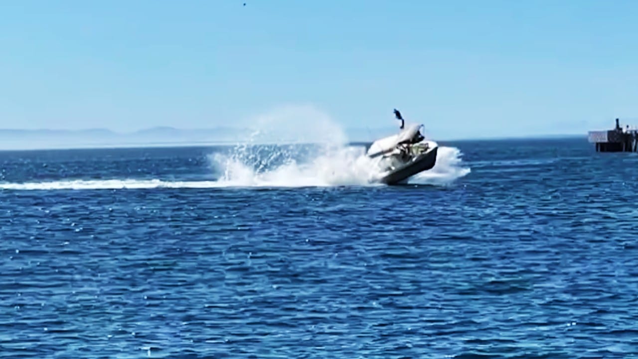 Bote golpea a ballena o tiburón ballena en aguas de La Paz, BCS