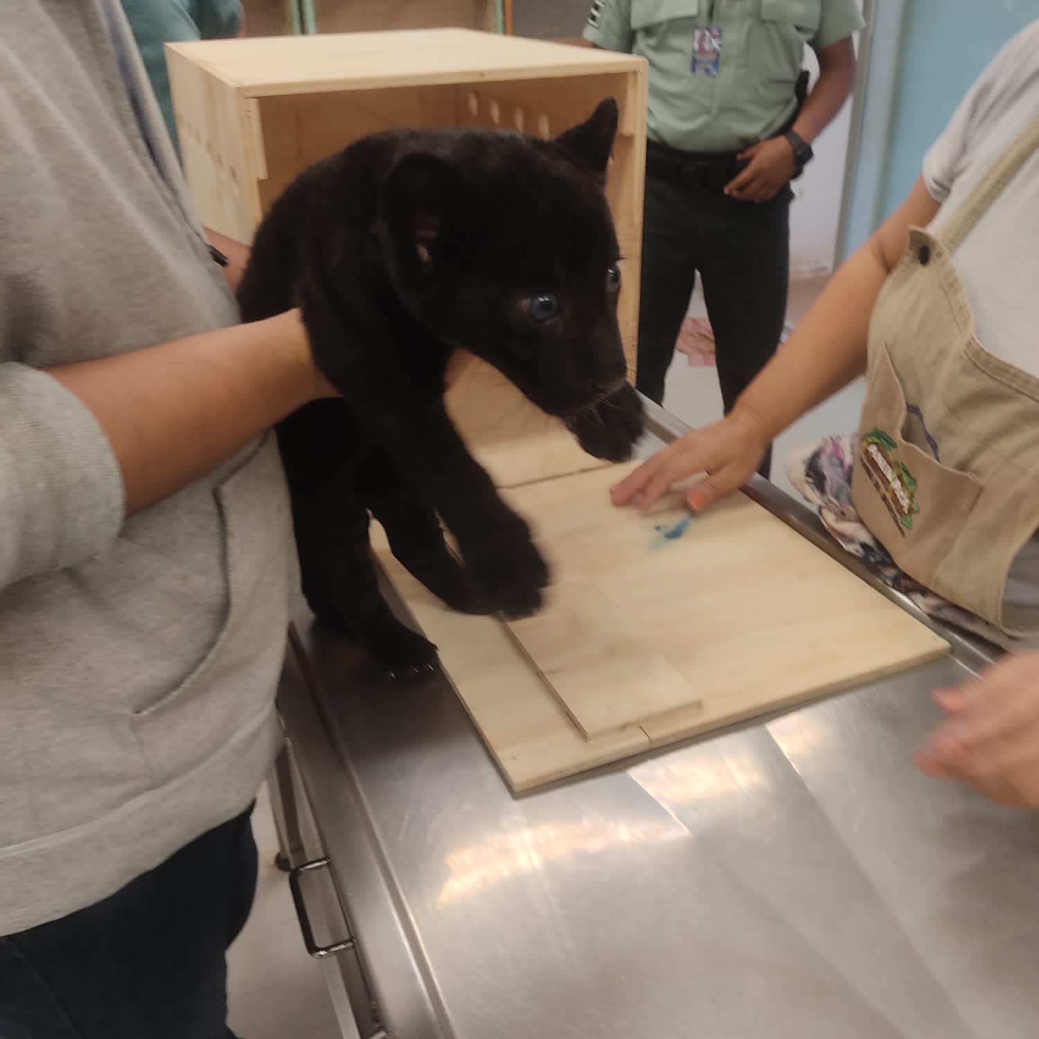 Cachorro de jaguar es rescatado en aeropuerto de Mérida; iba a ser enviado por paquetería