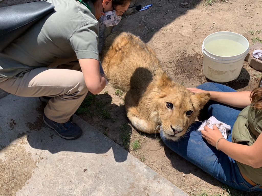Cachorro de león, rescatado en Ecatepec, se reporta delicado de salud; ejercerán acciones contra responsables