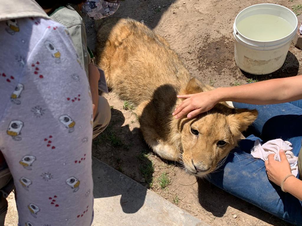 Cachorro de león, rescatado en Ecatepec, se reporta delicado de salud; ejercerán acciones contra responsables