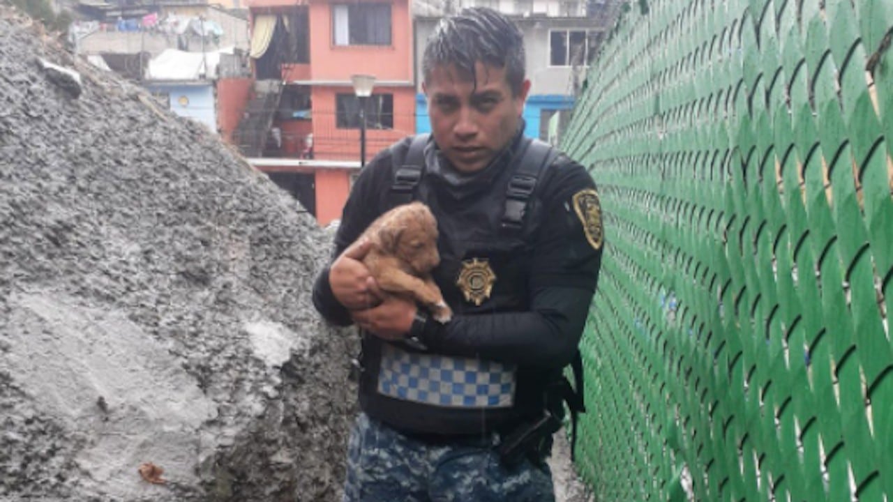 Personal de la Brigada de Vigilancia Animal de la SSC rescató a un cachorrito en un barranco (Twitter: @SSC_CDMX)