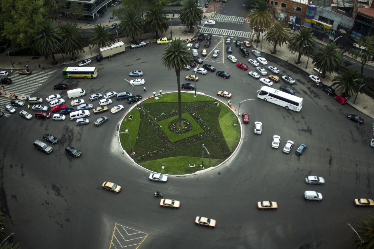 Palma de Reforma: organizan votación para elegir nuevo árbol