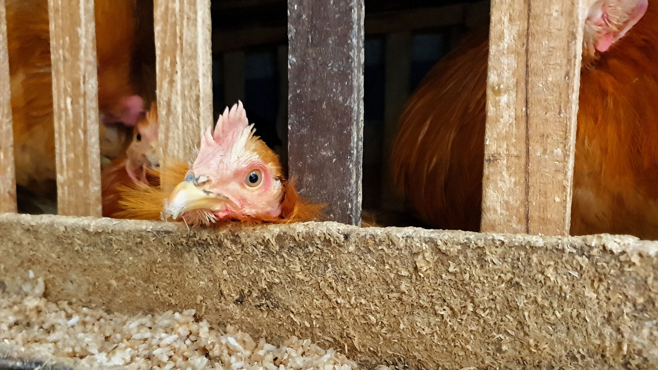 Es peligrosa la gripe aviar H3N8 detectada en China