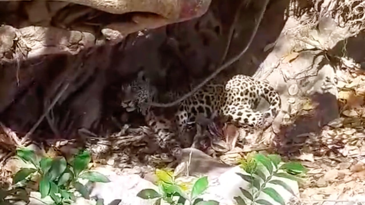 Se investiga la captura y muerte de un jaguar en Colima