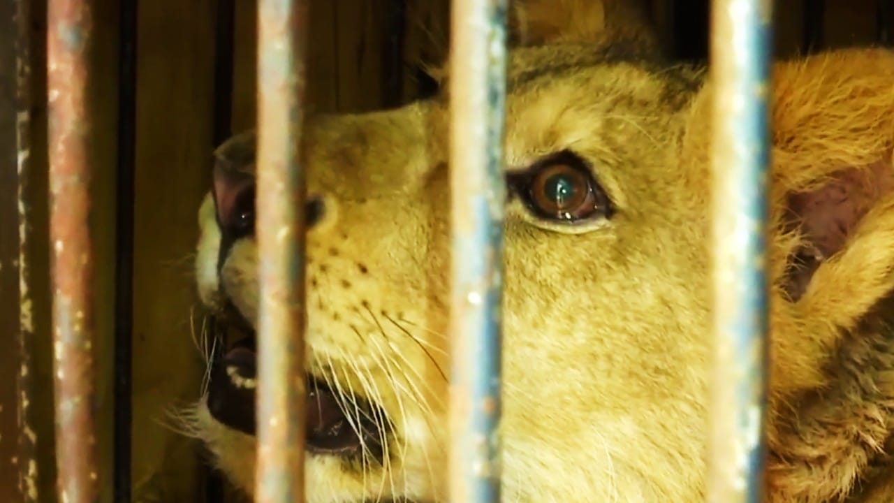 Dos leones rescatados en Edomex se recuperan en centro de rehabilitación en Pachuca, Hidalgo