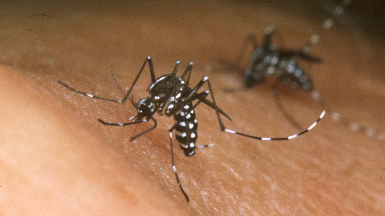 Pequeña mutación puede hacer al virus del zika más peligroso: estudio