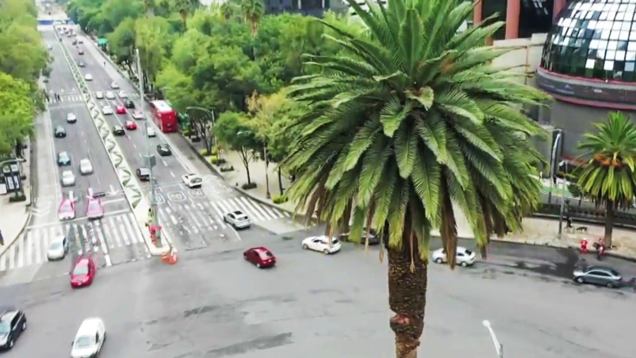 Capitalinos se toman selfie del recuerdo en La Palma de Reforma