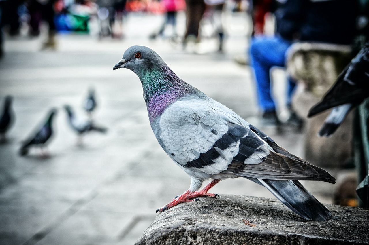 Experto de la UNAM dice por qué no debes alimentar palomas
