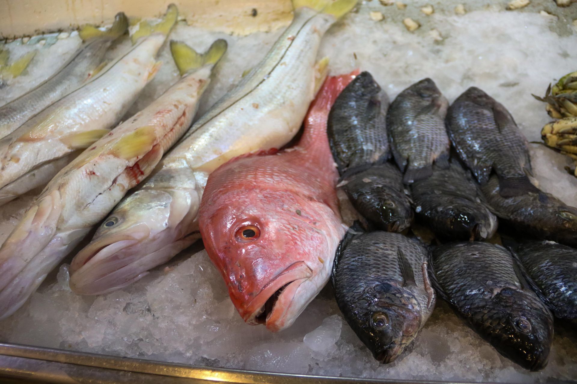 Alertan por ofertas de pescado 'falso’ en Cuaresma