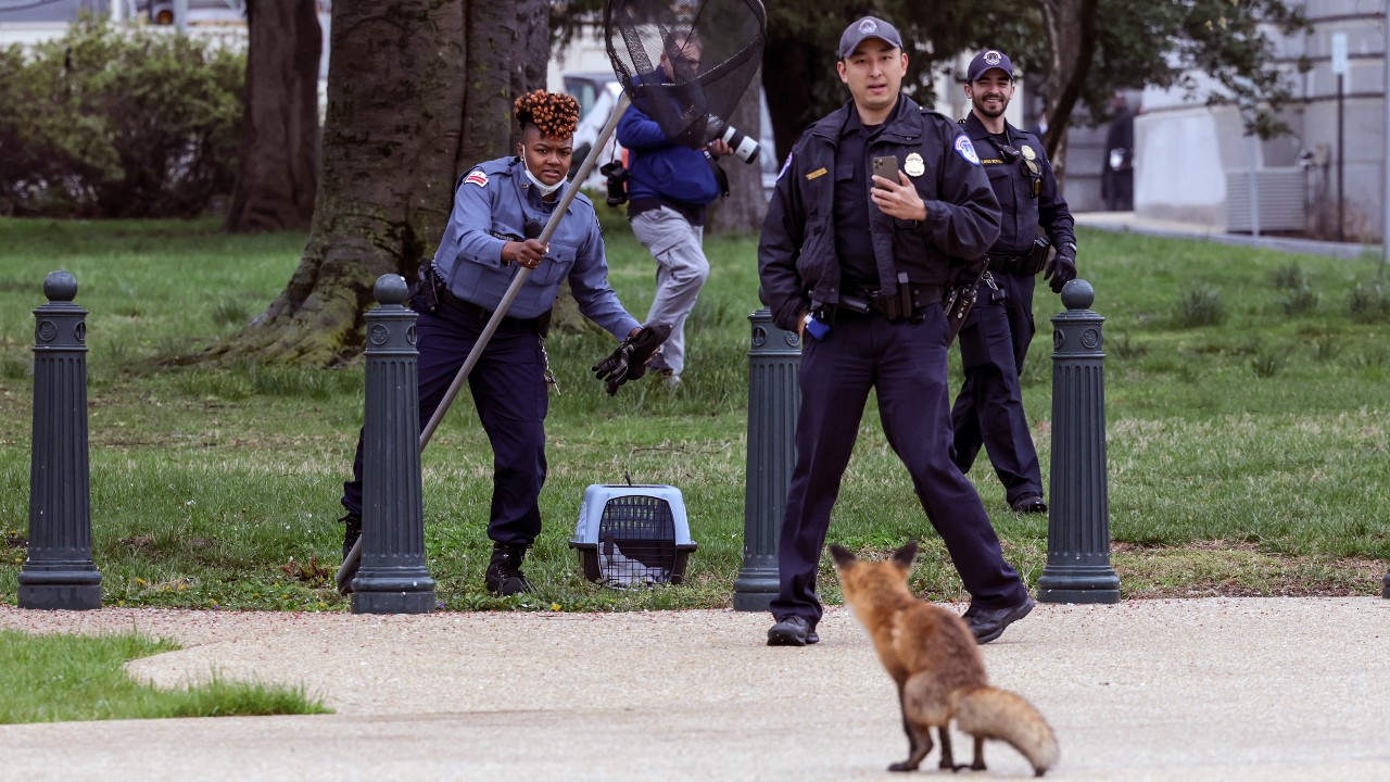 Capturan a zorro tras morder a varias personas y a legislador en las inmediaciones del Capitolio