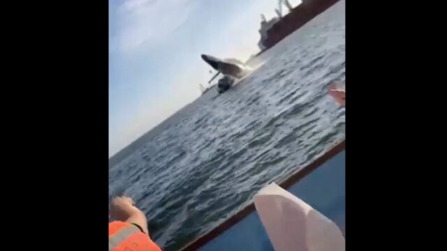 Ballena salta y cae sobre embarcación en Topolobampo, Sinaloa; cuatro turistas resultan heridos