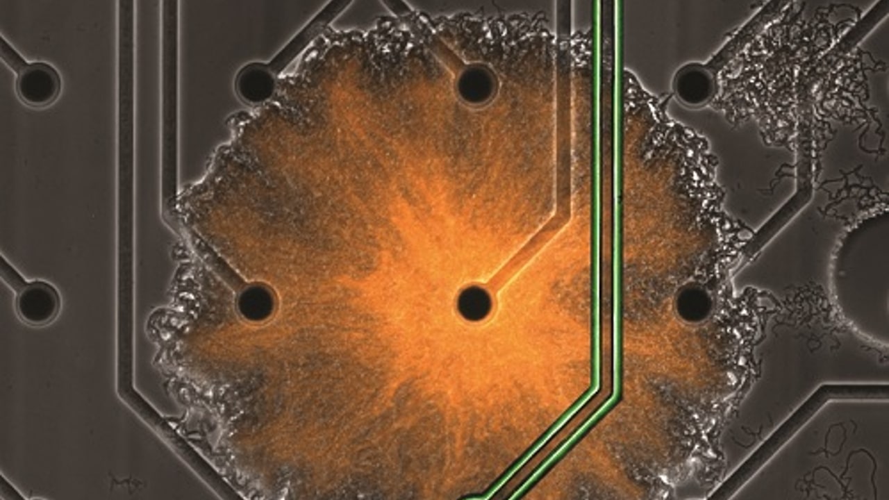 Un biofilm (naranja) creciendo en una matriz de microelectrodos (círculos negros).