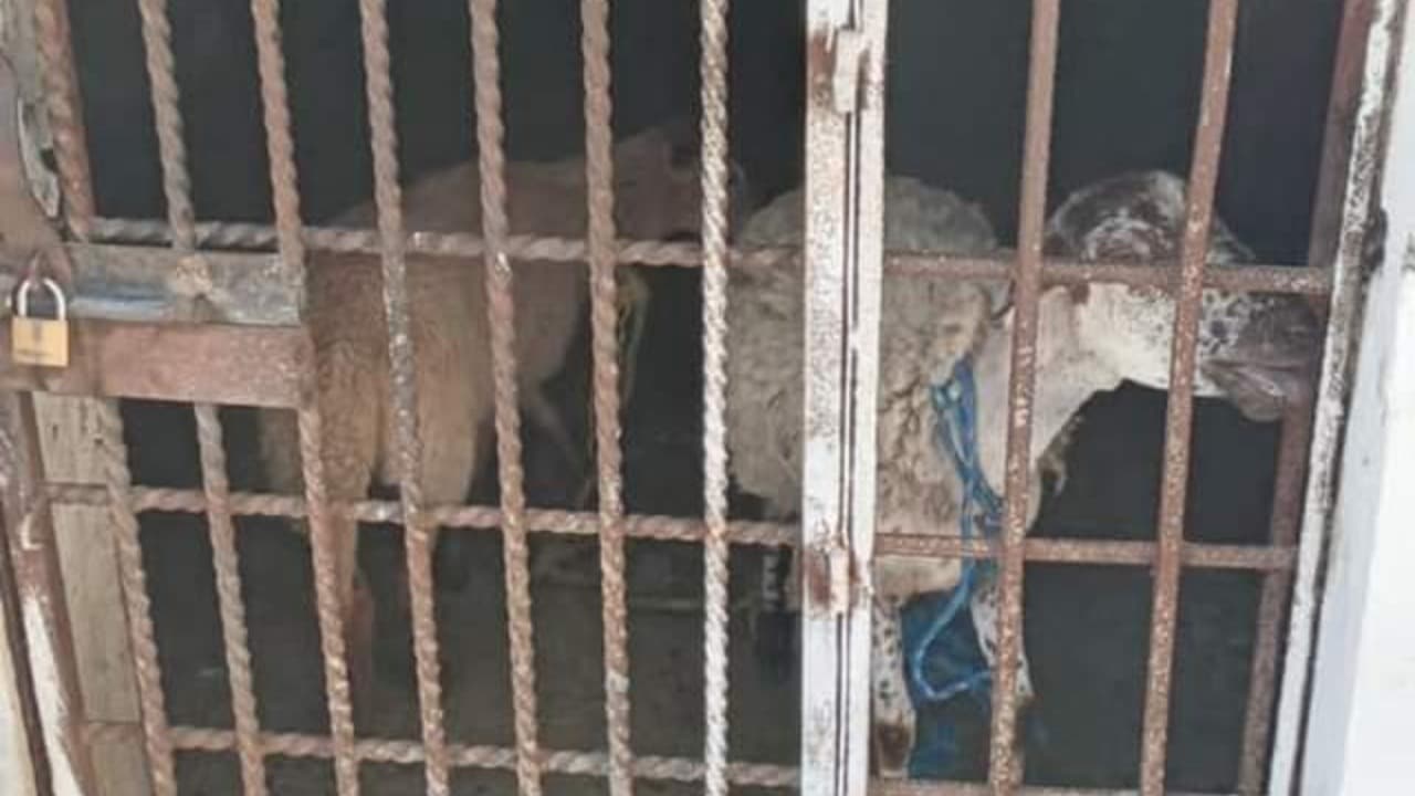 Borregos son enviados a la cárcel y fiscalía investiga crueldad animal