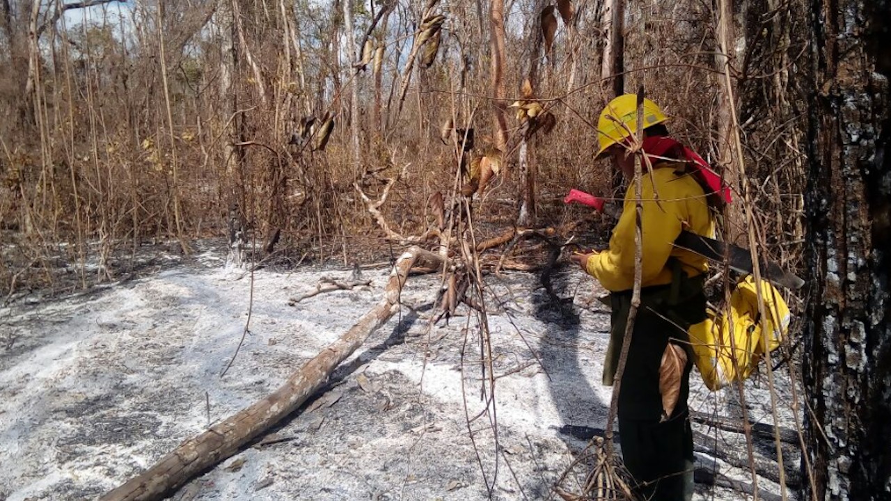 Elementos de Protección Civil y voluntarios atienden incendios forestales en Campeche (Twitter: @CONAFOR)