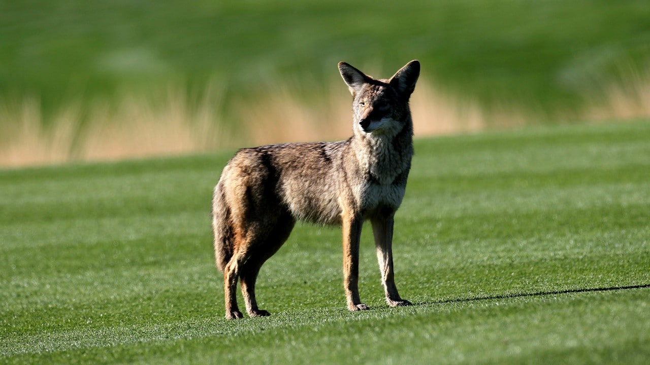 Ejemplar de un coyote (Getty Images)