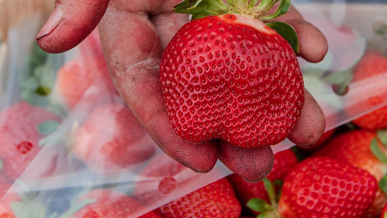Venta de fresas (Getty Images)