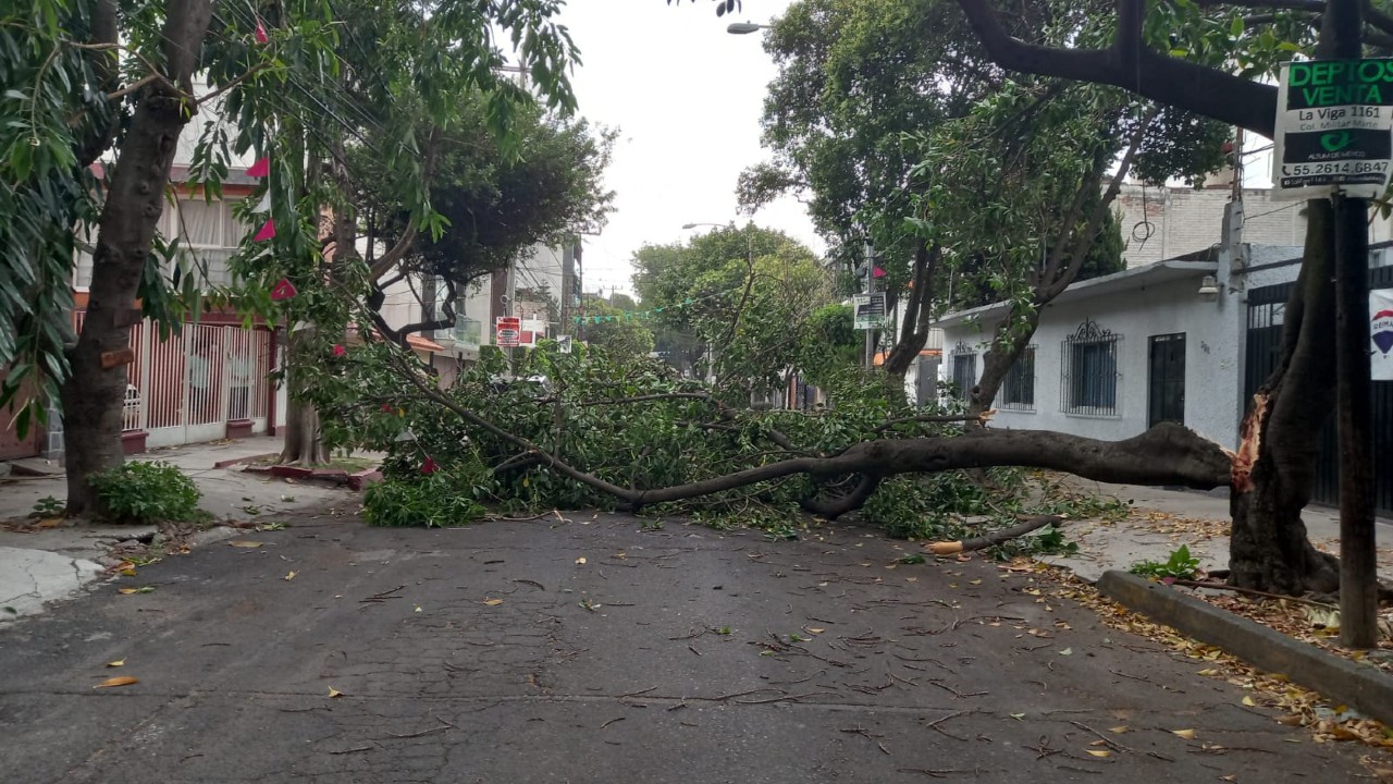 Fuertes vientos derriban árboles en CDMX; activan Alerta Amarilla por lluvias.