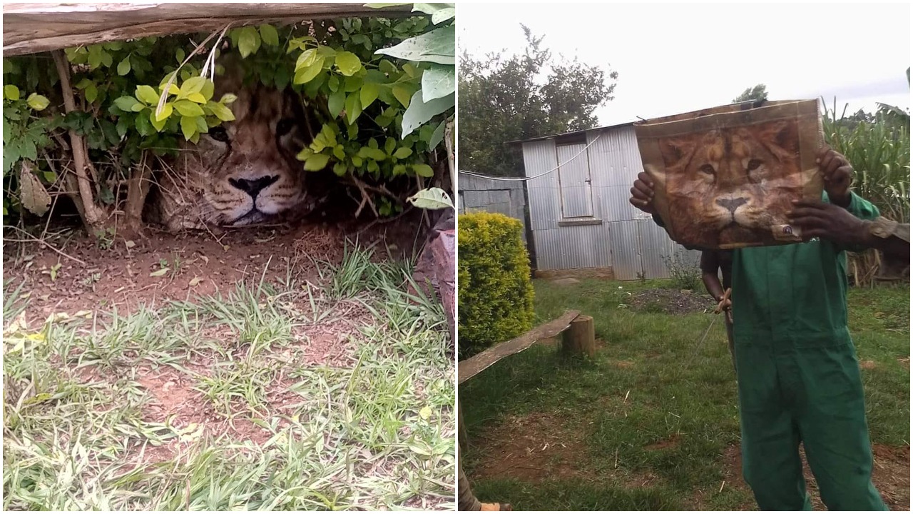 leones, Kenia, vida silvestre, bolsa, Facebook