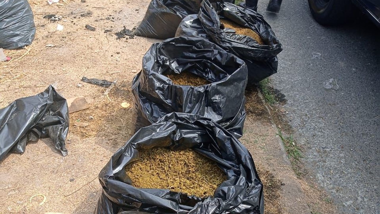 Localizan bolsas con 150 kilos de marihuana en Temixco, Morelos