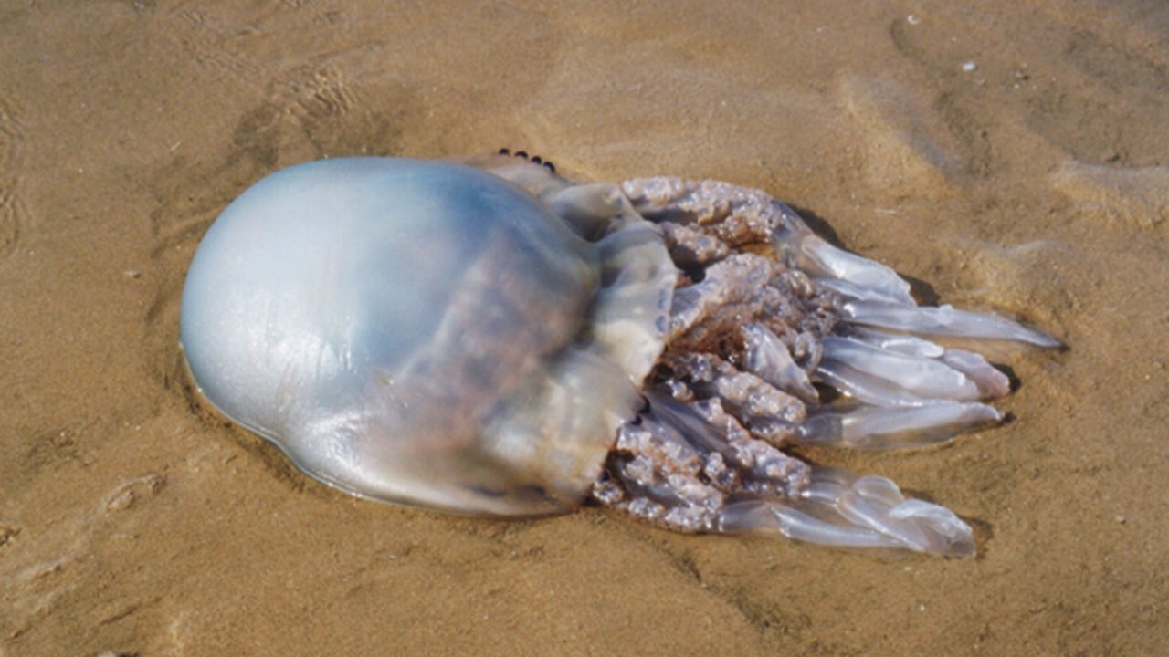 Miles de medusas llegan a Manzanillo por dos días