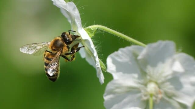 ONU pide proteger a abejas y otros polinizadores