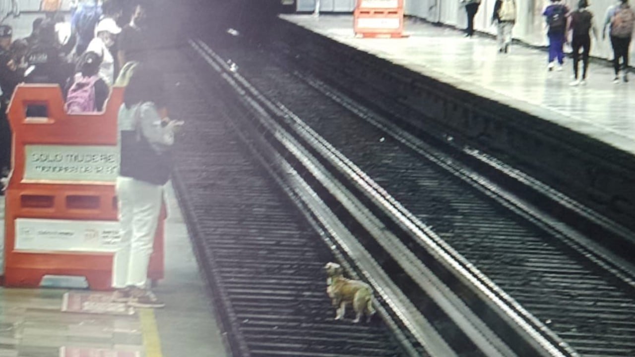 Rescatan a perrito en vías de la estación Cuitláhuac (Twitter: @MetroCDMX)