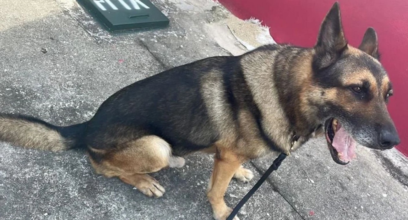 Muere perro policía ‘Bak’ por ataque de abejas en Q. Roo